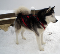 Huskies Erleben